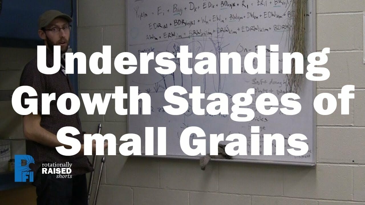 Understanding Growth Stages Of Small Grains Practical Farmers Of Iowa