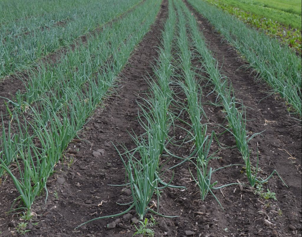 onions weeded at garden farm oasis