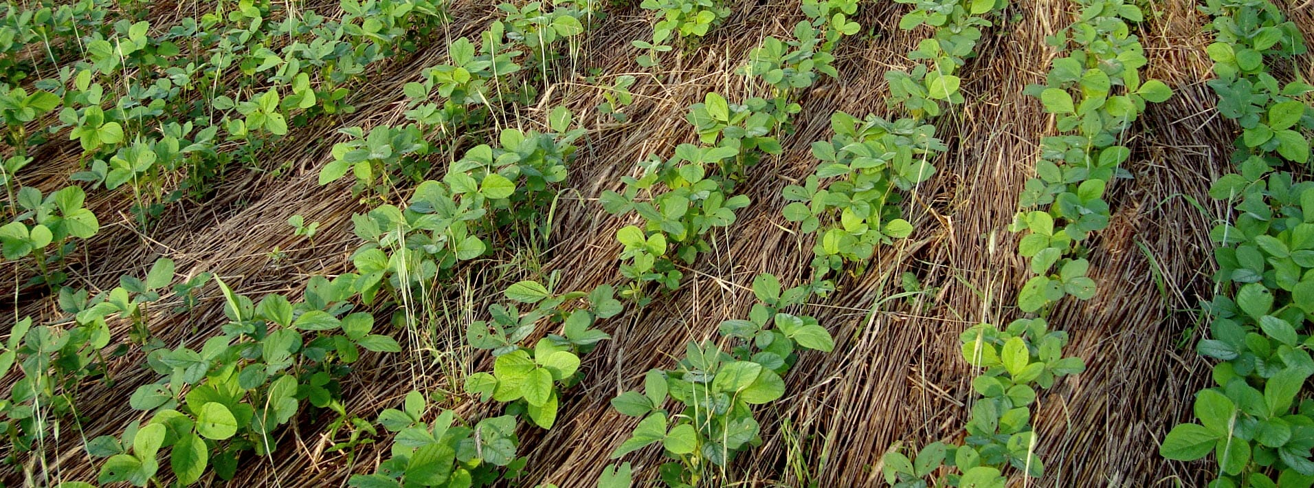 Organic Crops and Cover Crops - Practical Farmers of Iowa