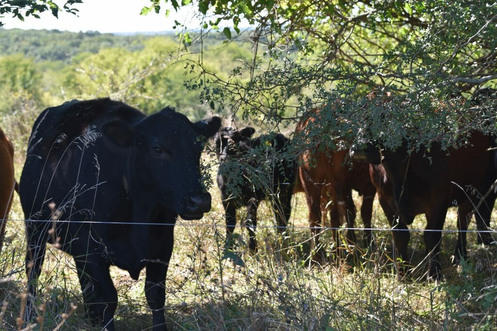 cow calf pairs grazing