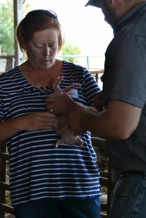 Piglet care field day 486x727