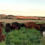 Schmidts cows grazing 727x350
