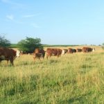 Cows on Bigelows pasture 727x485