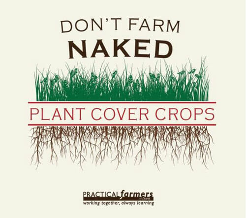 Calculating the Real Numbers Behind Grazing Cover Crops - Practical Farmers  of Iowa