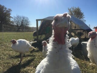 pastured turkey