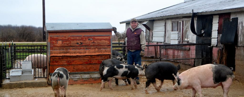 feeding hybrid rye in pig rations