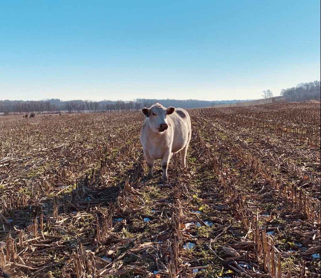 Cow standing in cover crop field