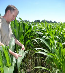 Male farmer stands in field of shoulder high corn holding a corn leaf between his hands. In the understory a green/brown rye crop languishes upright but no longer alive