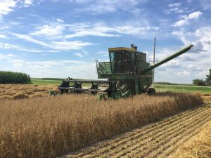 Nashua harvest oat variety trial research