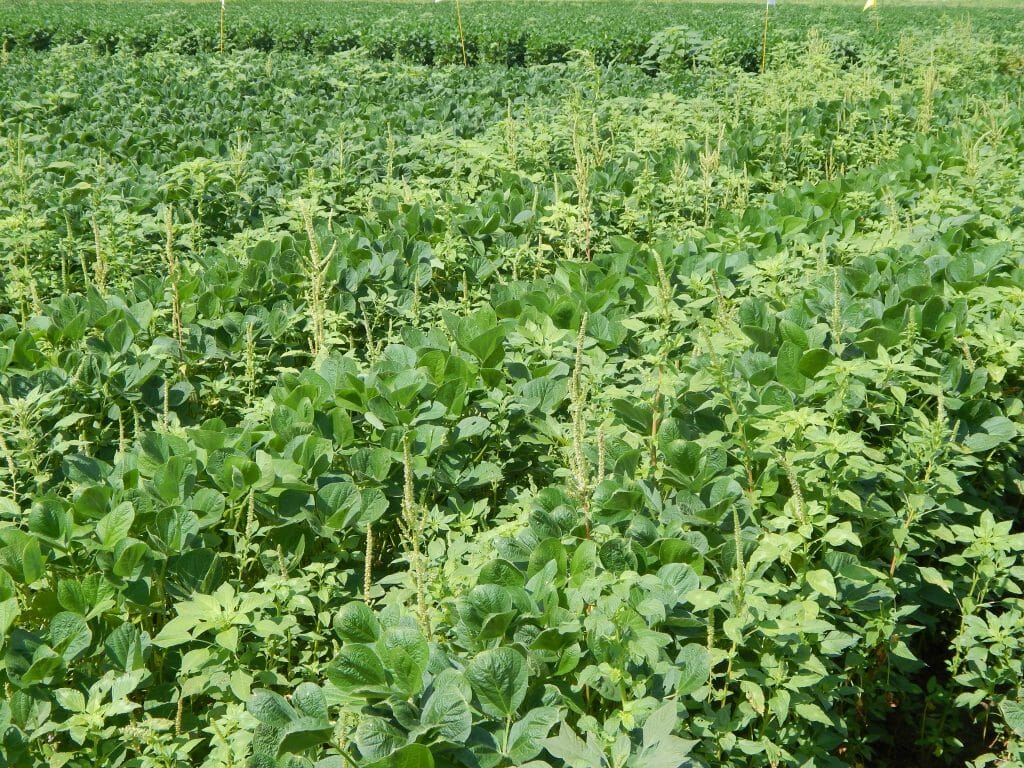 Waterhemp in soybeans credit to United Soybean Board
