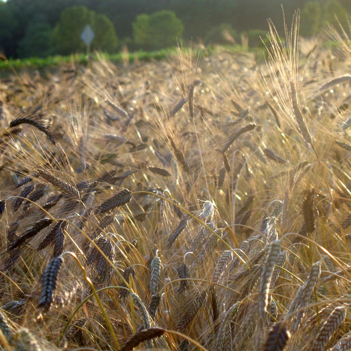 Level 10 Field of Wheat