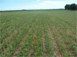 Soybeans growing with rye residue used for weed control