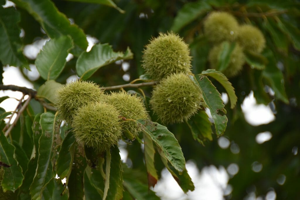 Chestnuts growing at Red Fern Farm