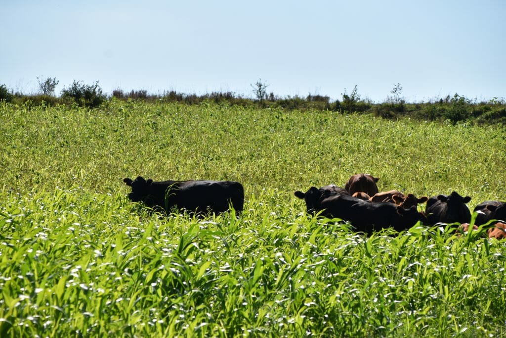 cattle grazing a diverse mix of summer cover crops following small grains