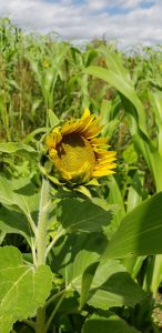 sunflower blooming in a summer cover crop mix following small grains