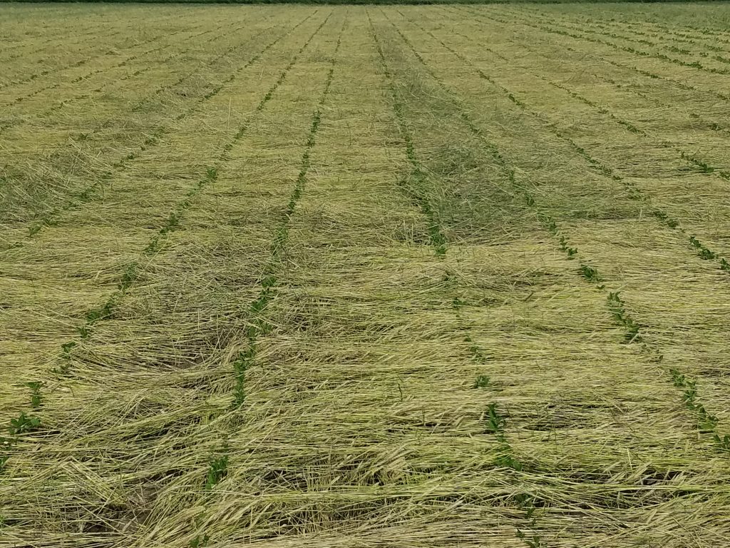 roller crimped soybean research row width cereal rye seeding date