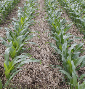corn with a terminated rye cover crop controlling weeds