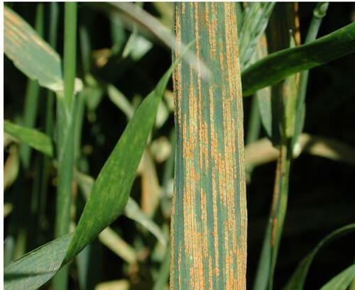stripe rust symptoms on wheat leaves