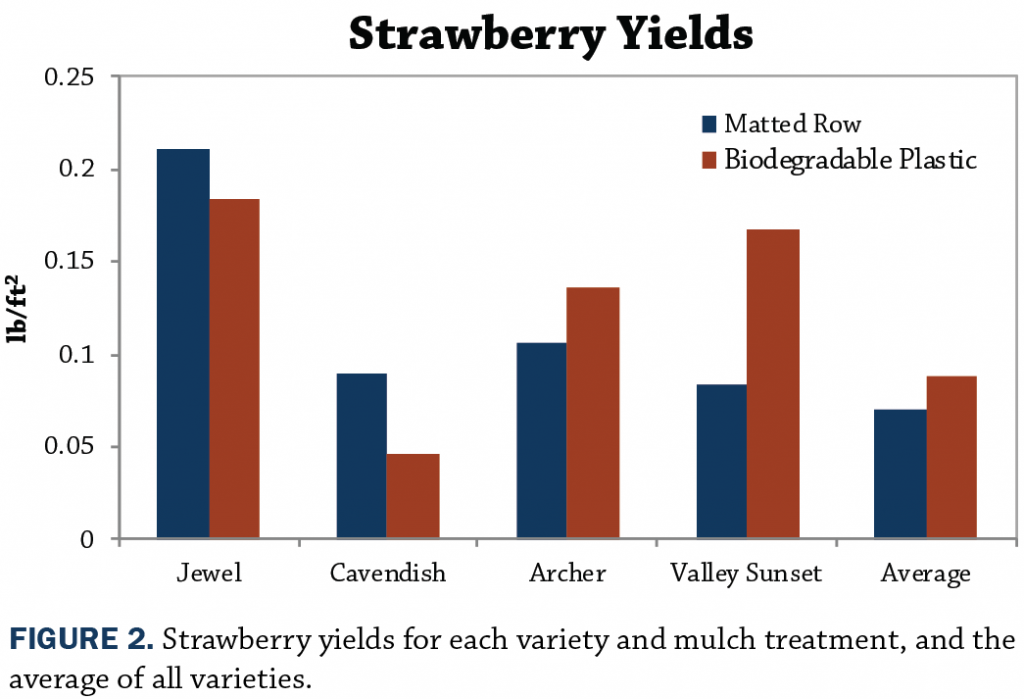Strawberry yields in central iowa using biodegradable plastic