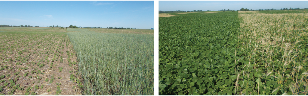 termination date research in soybeans