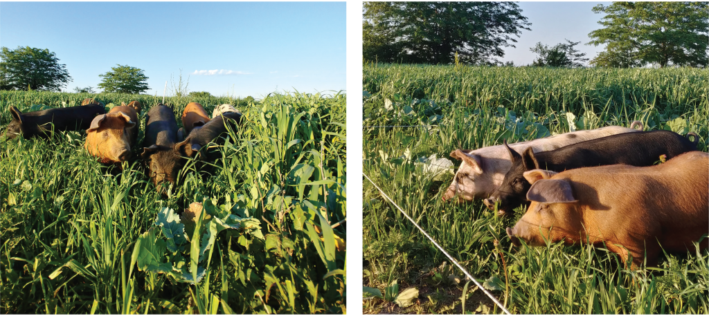 berkshire and hereford hampshire crosses foraging on orchard grass, red clover, pearl millet, and cowpeas grazing on rotational pasture