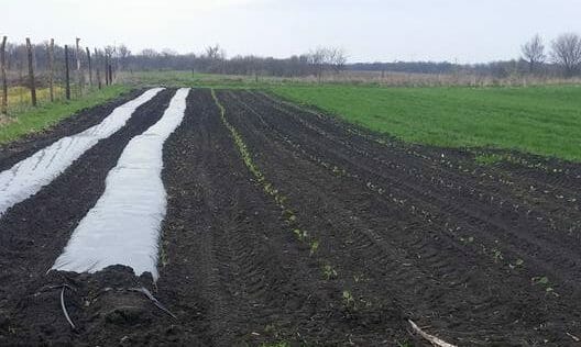 Strawberry research trial setup with biodegradable plastic and uncovered