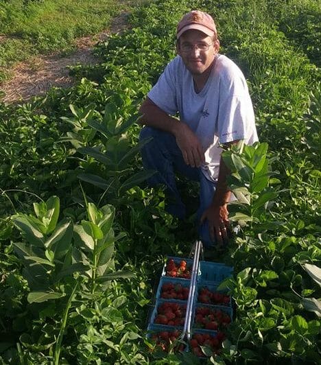 Strawberry picking in Iowa June