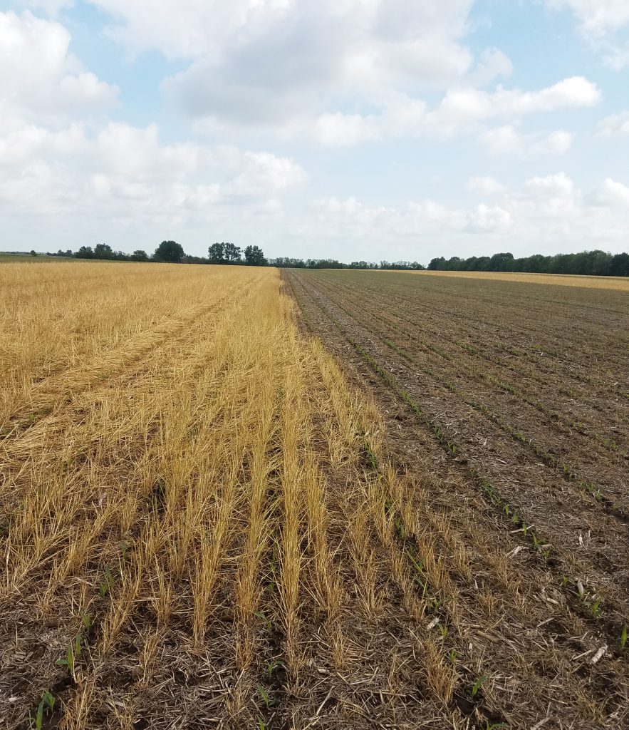 Cereal rye termination date ahead of corn planting date