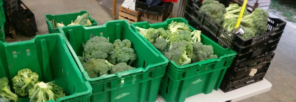 broccoli harvested and ready for measurement research grazing with sheep