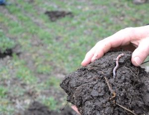 Earthworm in soil from cover crop field