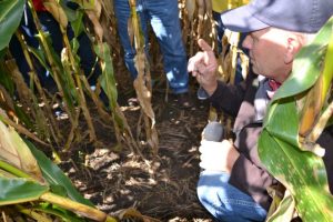 Dean Sponheim shows field day attendees cereal rye and rapeseed seedlings in standing corn.