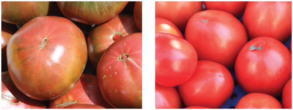 High tunnel tomato two panel