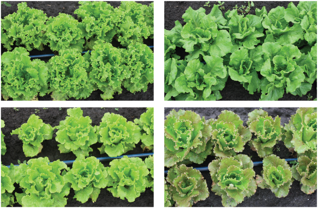 Summer lettuce trial photo four varieties