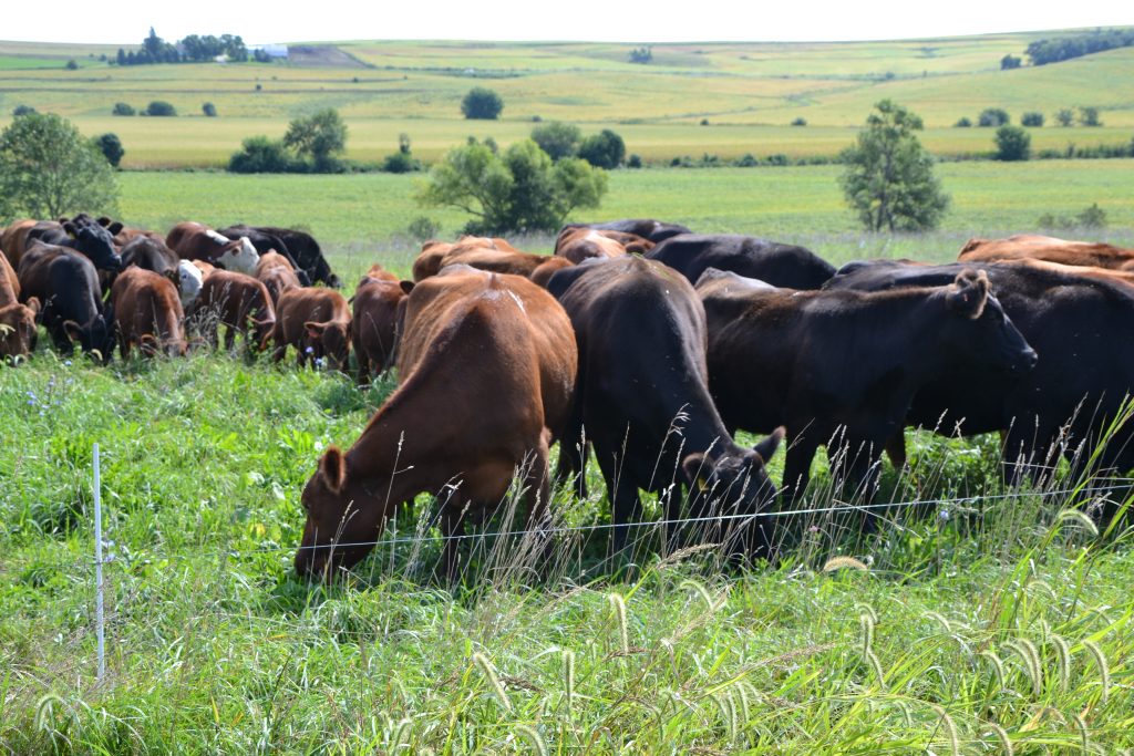 100% grass fed Red and Black Angus cattle grazing