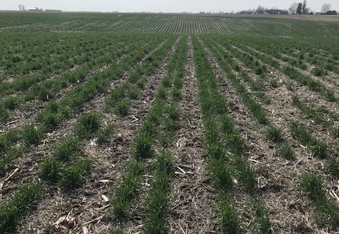 Cereal rye cover crop seeded in twin rows