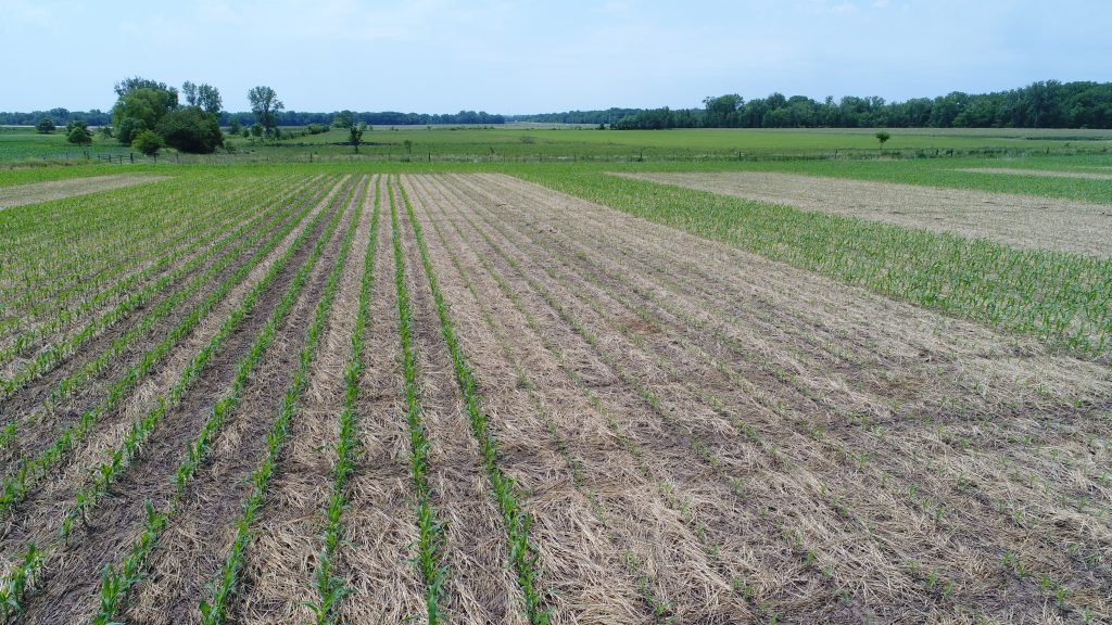 Cover crop termination date before corn planting research