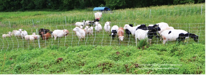Land Access Goats
