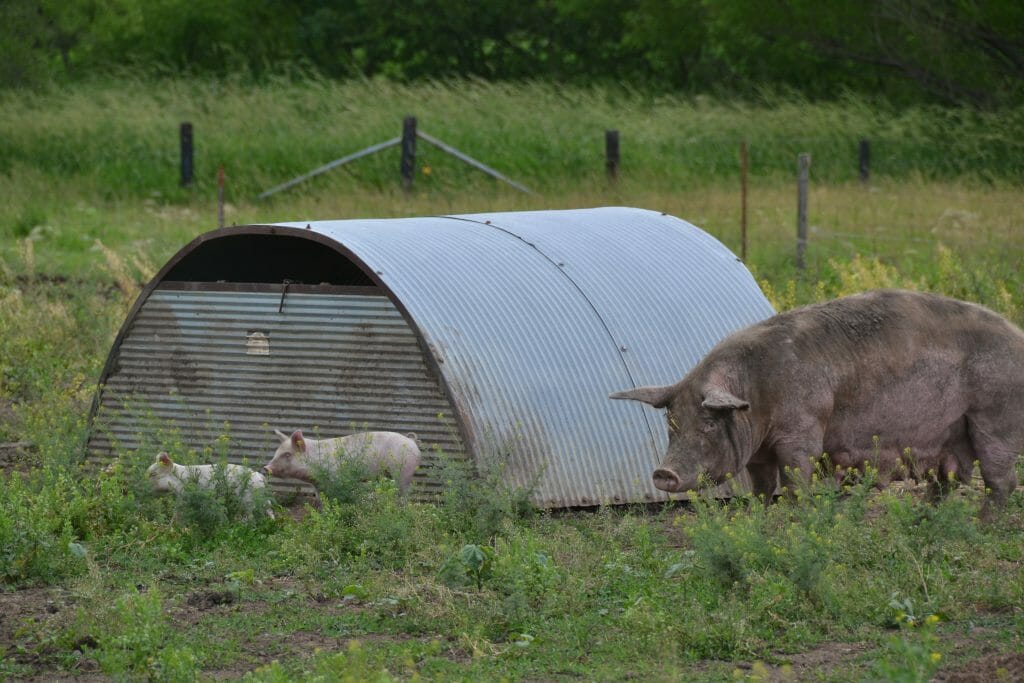 piglets and sow on pasture based pork production system