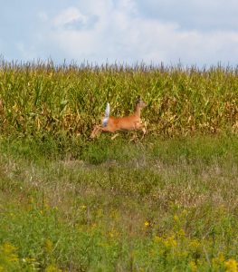 Deer runs through prairie planting next to corn field on Peckumn farm (1)