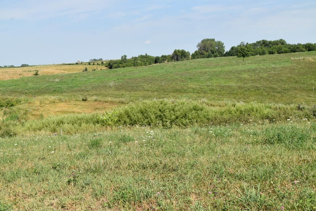 cattle pasture habitat