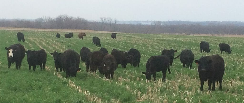 Cattle graze cereal rye and corn stalks on April 12, 2017