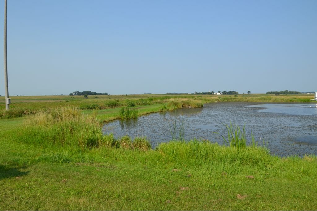 Wetland habitat