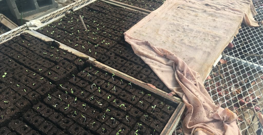 Edwards lettuce germination pellets