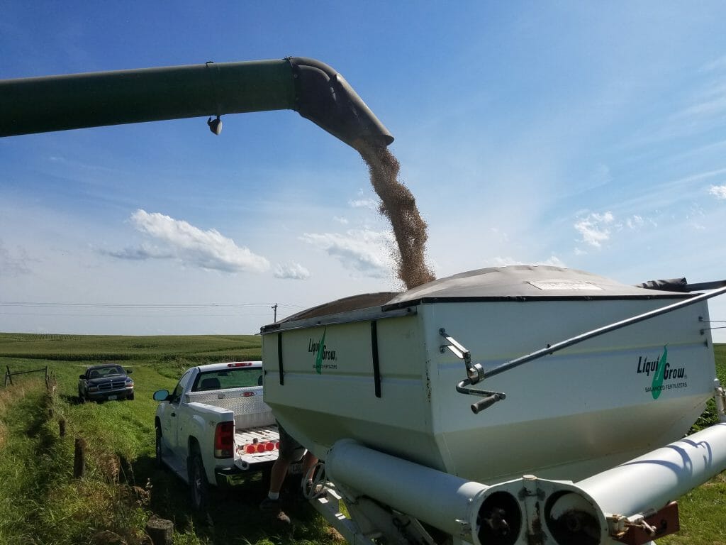 Harvesting cereal rye for seed