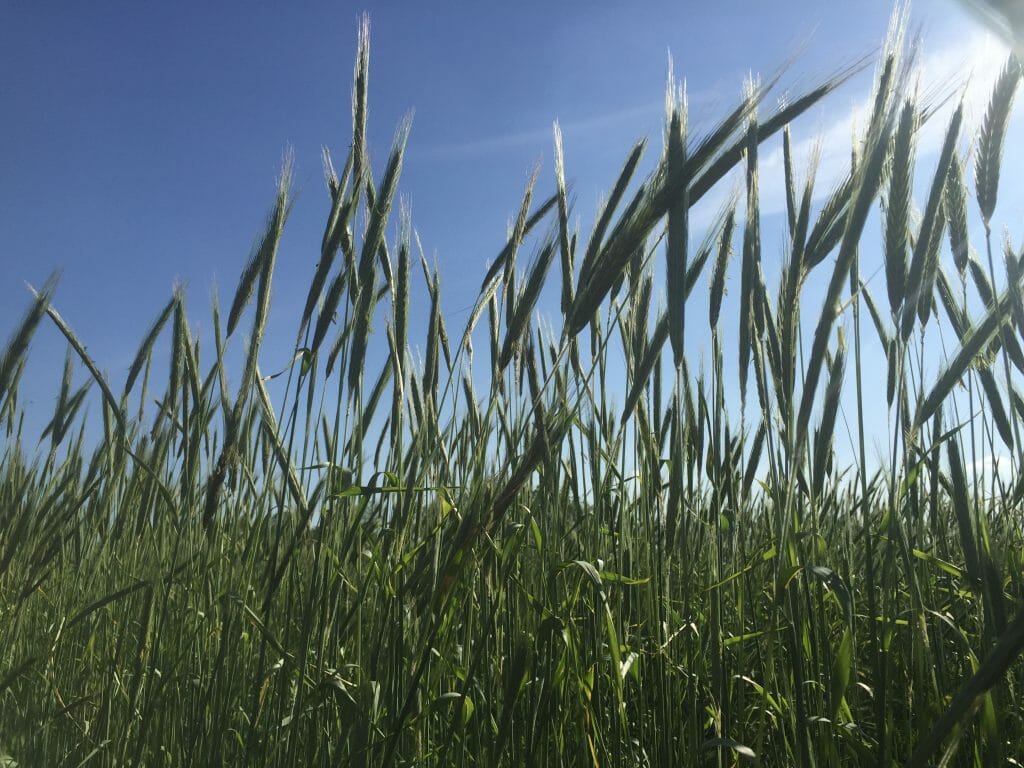 rye breaking up pest cycles