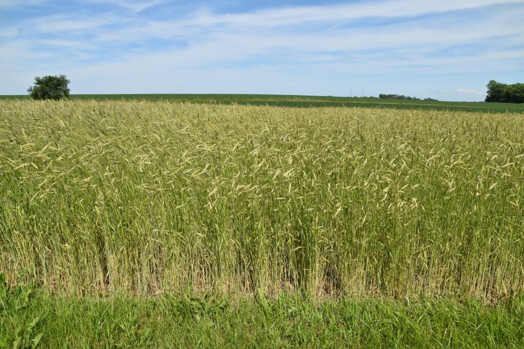 cereal rye variety trial 2019