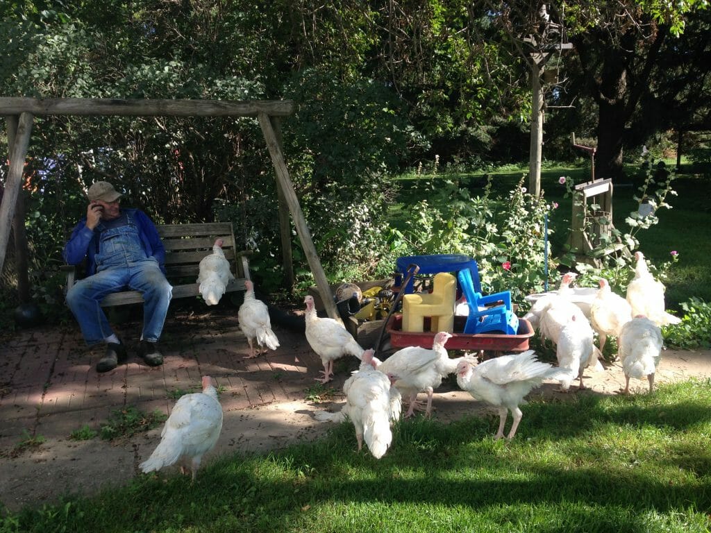 Dan Wilson sits with turkeys on his farm