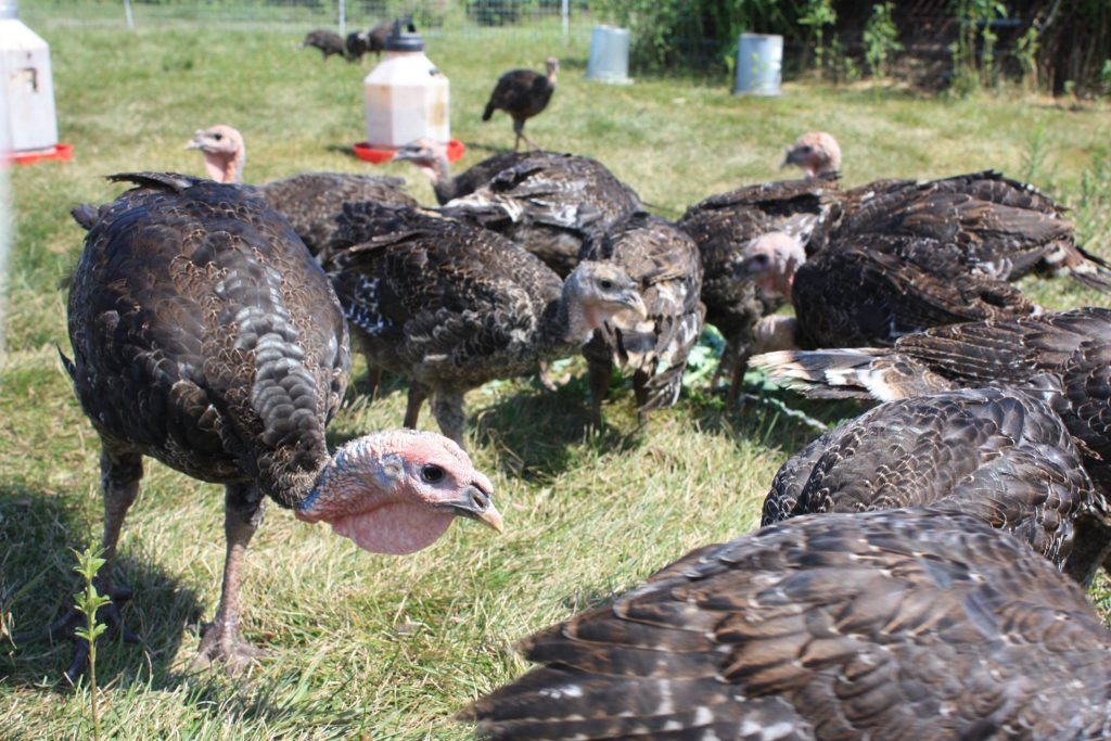 pastured turkeys look for food