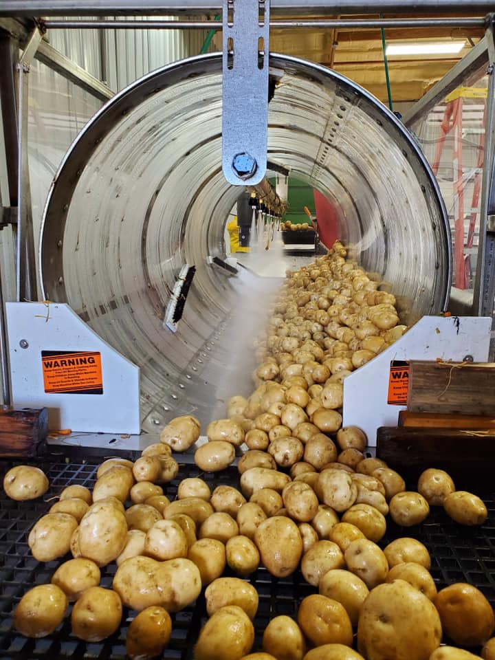 Potatoes getting washed on farm post harvest