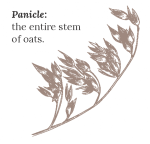Panicle